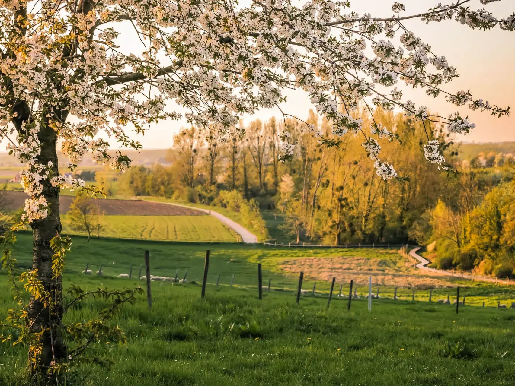 Glooiend wijnlandschap en wijngaarden in Haspengouw