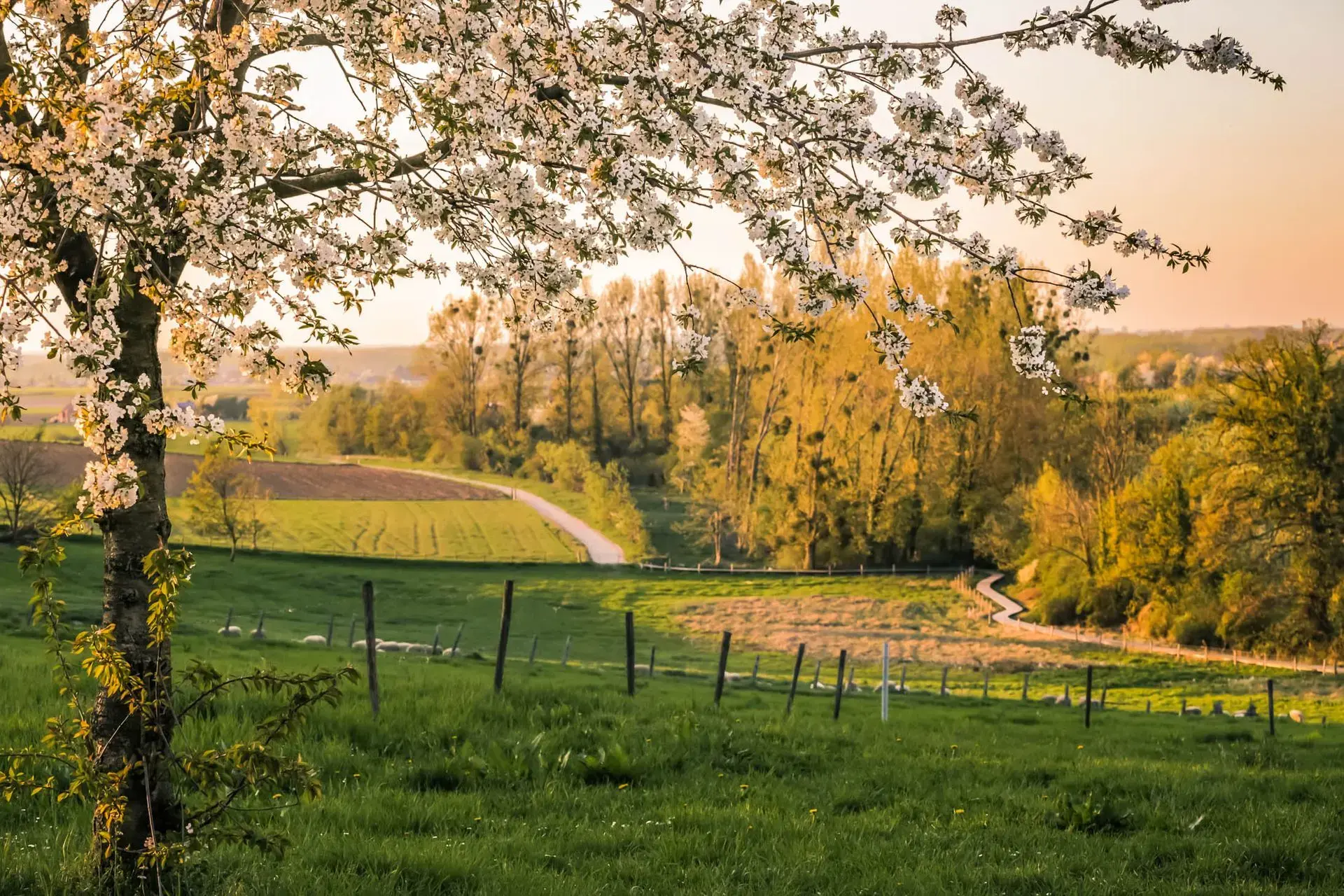 Glooiend wijnlandschap in Haspengouw bij Gors-Opleeuw