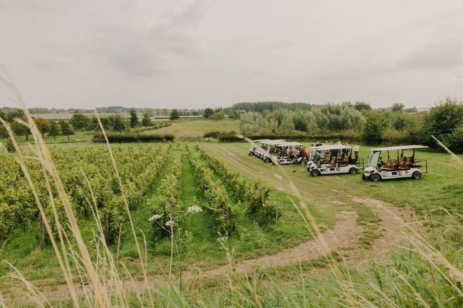 Golfkarretjes in Haspengouw