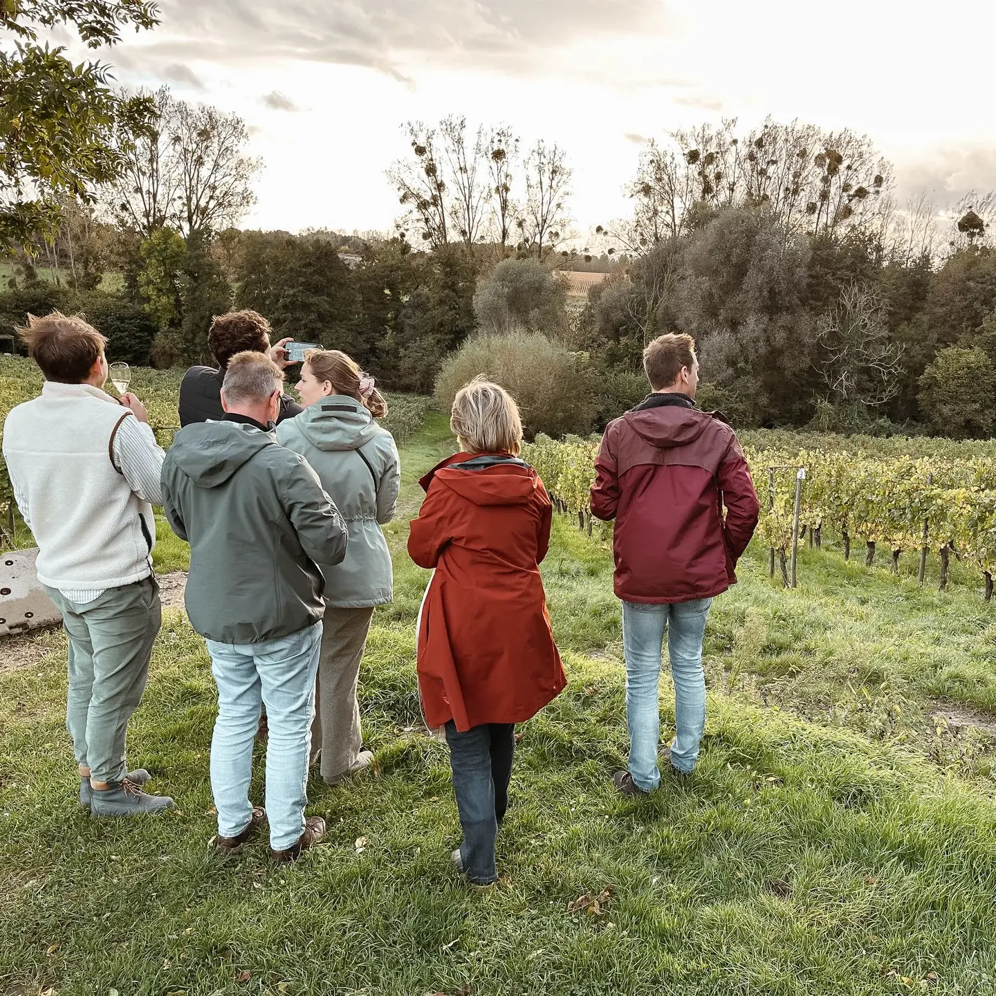 Gasten tussen de wijngaarden tijdens een Winterwijnsafari in Haspengouw